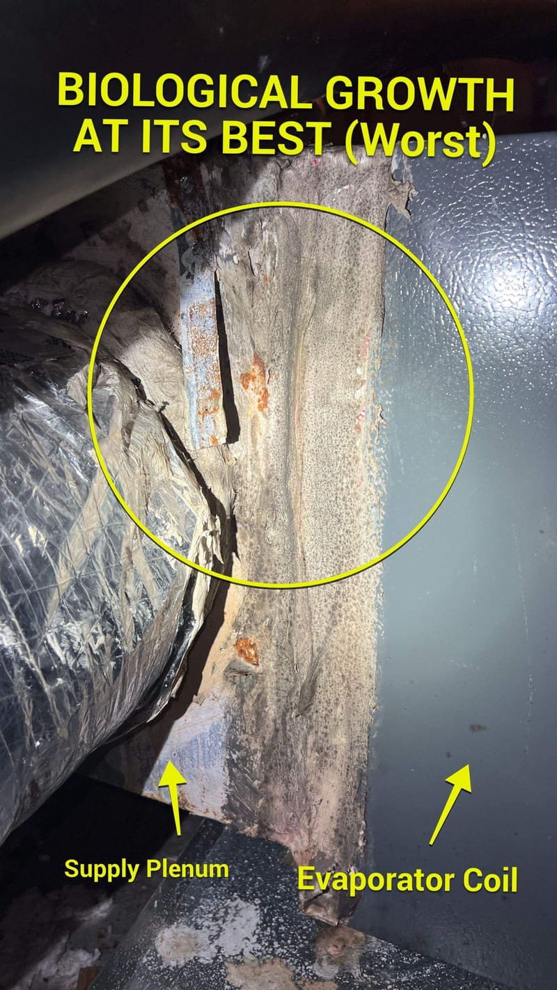 Annotated ColdSolutions inspection photo: biological growth at an evaporator coil
